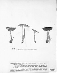 Tricholoma terreum image